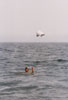 1988. Priode cerf-volant de survie en mer